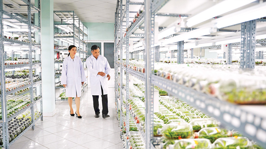 Phòng nhân giống in vitro giống cây trồng Khu Nông nghiệp Công nghệ cao Thành phố Hồ Chí Minh. 