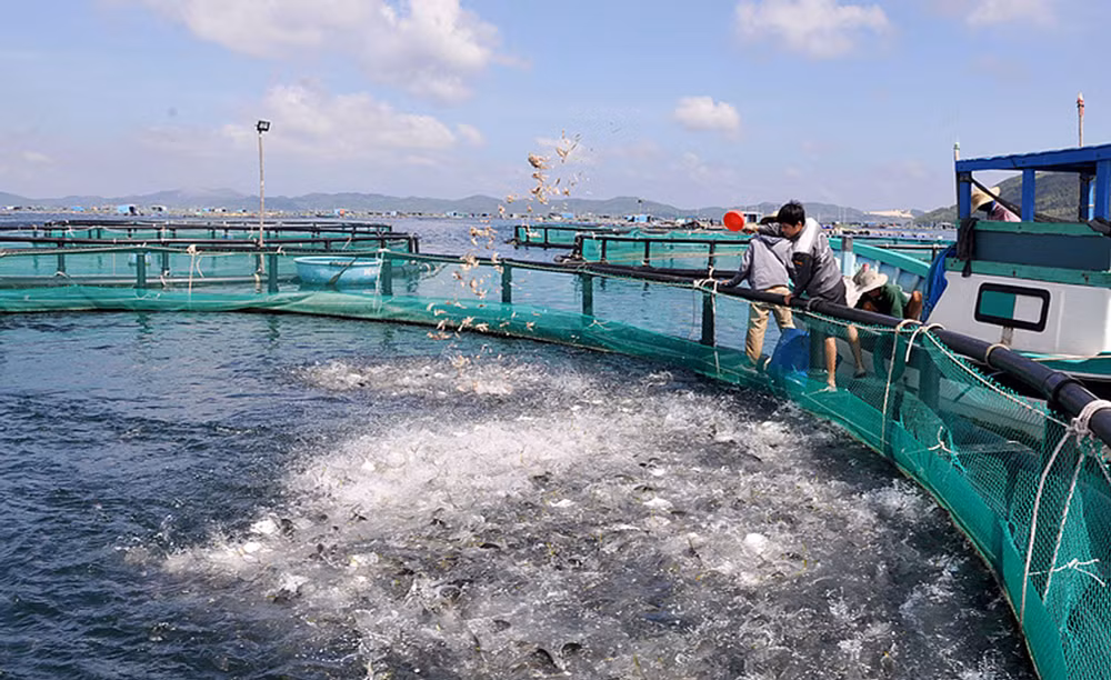 Ngư dân thị xã Sông Cầu (tỉnh Phú Yên) đầu tư lồng nuôi bằng vật liệu mới HDPE để phát triển nuôi biển theo hướng công nghiệp. (Ảnh: ANH NGỌC)