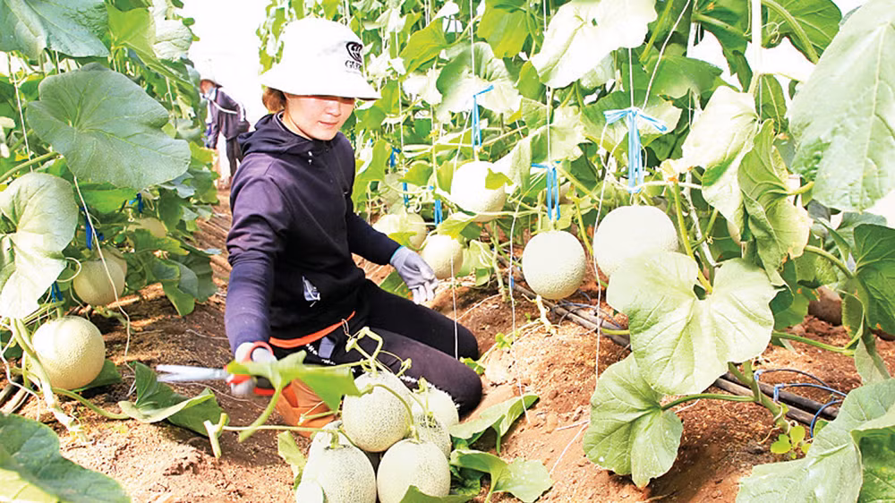 Sản phẩm dưa lưới của Trang trại Nắng và Gió ở thôn Phú Thuận, xã Mỹ Sơn, huyện Ninh Sơn được sản xuất theo kỹ thuật nông nghiệp tuần hoàn, đem lại hiệu quả kinh tế cao. 