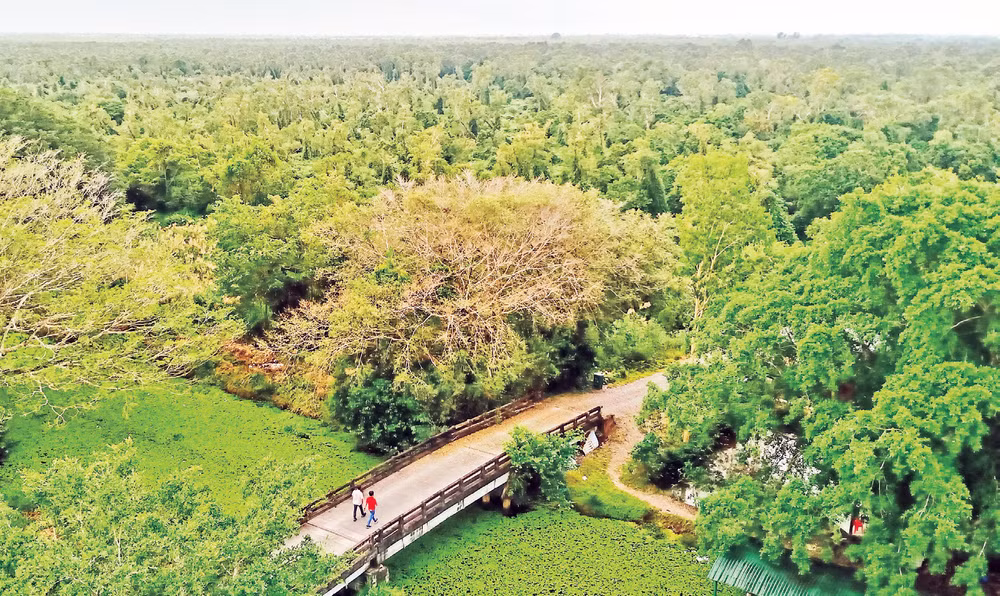 Một góc Vườn Quốc gia U Minh Hạ nhìn từ đài quan sát xuống.