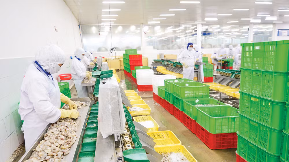 Chế biến thủy sản xuất khẩu ở Công ty CP Thủy sản Cafatex (Hậu Giang). Ảnh: Trần Quốc 