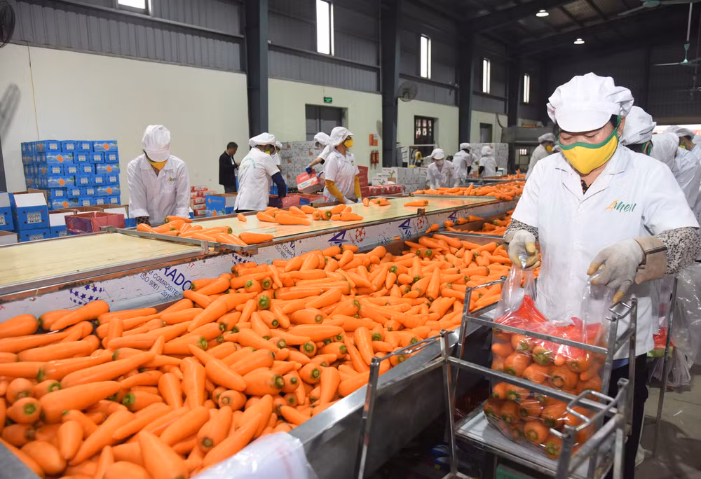 Nông dân Hợp tác xã Đức Chính (huyện Cẩm Giàng, tỉnh Hải Dương) chế biến và đóng gói cà rốt. (Ảnh AN KHÁNH) 