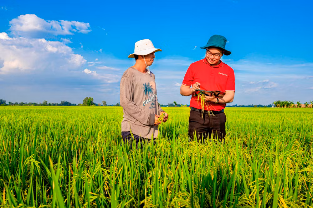 Agribank triển khai cho vay lúa gạo chất lượng cao, phát thải thấp vùng Đồng bằng sông Cửu Long. (Ảnh Thủy Anh)
