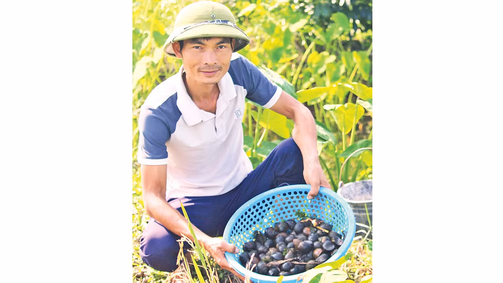 Anh Lê Văn Bách thu hoạch ốc thương phẩm. 