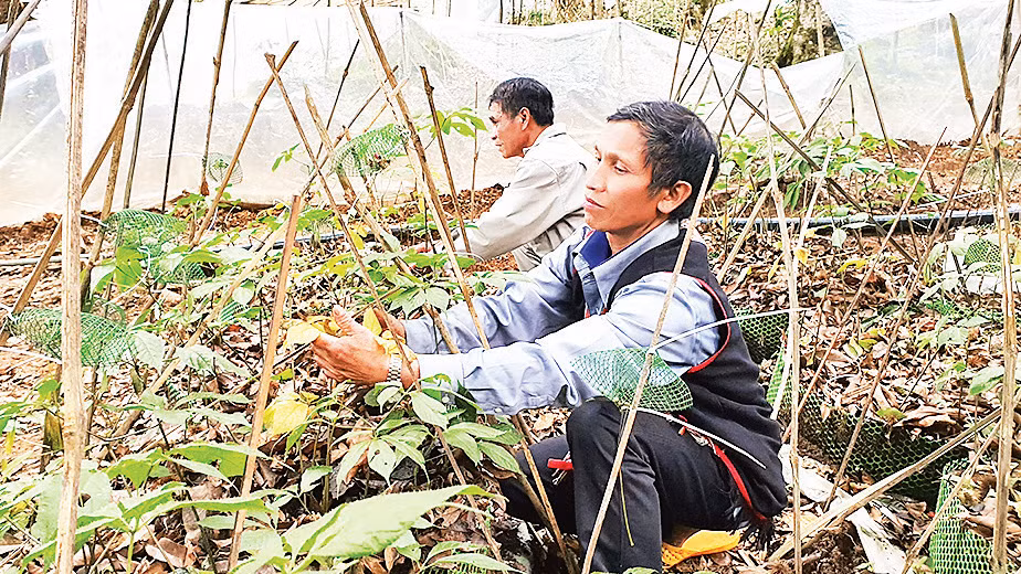 Người dân xã Tê Xăng, huyện Tu Mơ Rông chăm sóc vườn sâm Ngọc Linh. 