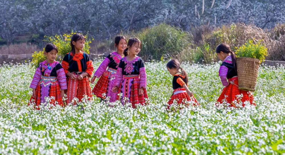 Mùa hoa cải ở cao nguyên Mộc Châu. 