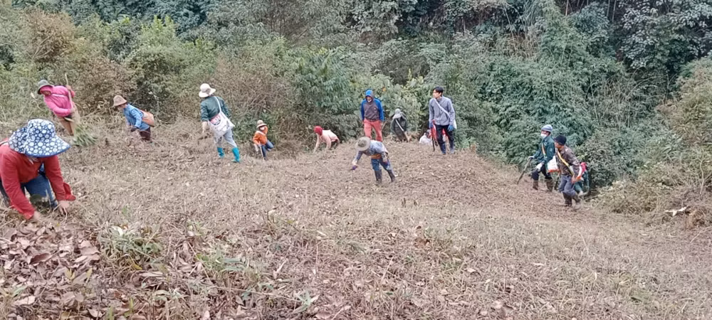 Công nhân Nông trường cao su Điện Biên thu dọn thực bì quanh vườn cây để phòng chống cháy rừng.