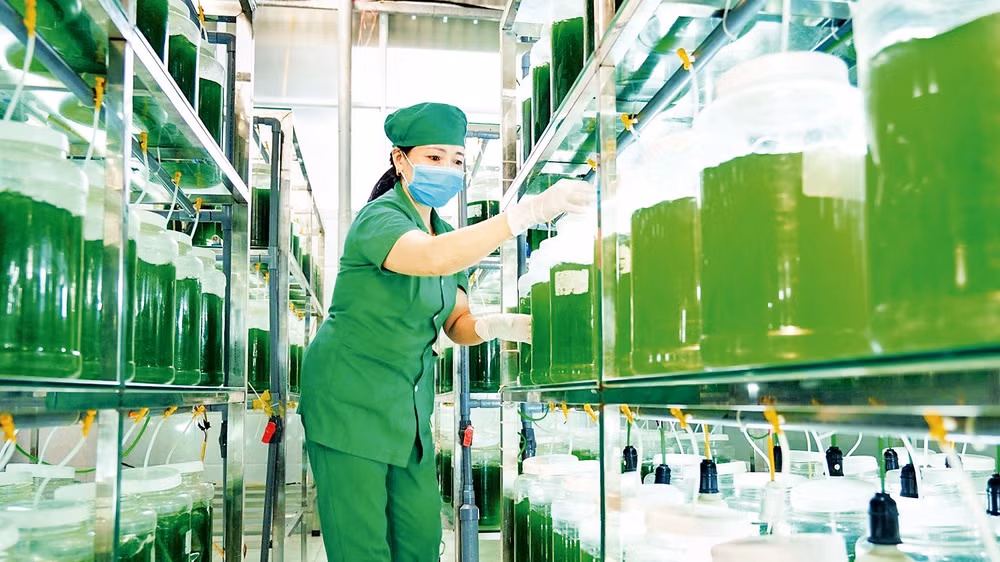 Sản phẩm Tảo xoắn ở Quỳnh Lưu - một sản phẩm OCOP chất lượng cao được người tiêu dùng tin dùng. 