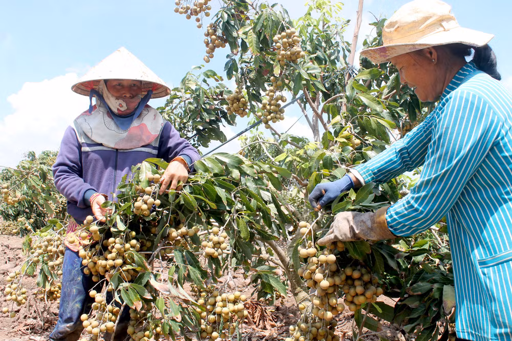 Nông dân Sóc Trăng chăm sóc vườn nhãn được trồng theo chuẩn VietGAP. (Ảnh NGUYỄN PHONG) 