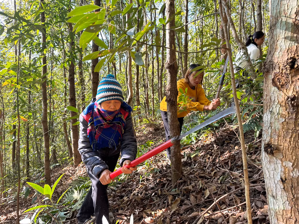 Nông dân huyện Điện Biên chăm sóc rừng.