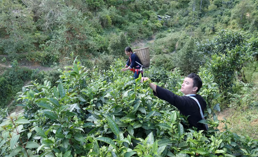 Chè Shan tuyết được nhiều người tiêu dùng biết đến nhờ kênh tiêu thụ từ sàn thương mại điện tử.