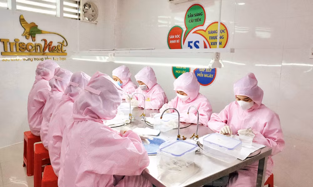 Công nhân Công ty TNHH Thương mại-Dịch vụ Trí Sơn (thành phố Mỹ Tho) sơ chế tổ yến.