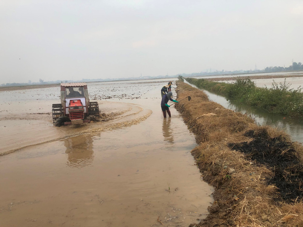 Bà con nông dân huyện Vụ Bản (Nam Định) làm đất chuẩn bị gieo cấy lúa vụ đông xuân 2024-2025. 