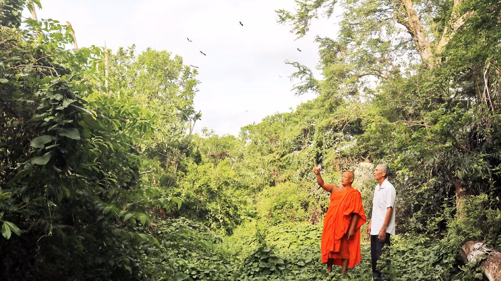 Sư cả trụ trì chùa Khmer ấp Giồng Lớn khảo sát thực địa để trồng thêm cây xanh, tạo môi trường sống cho đàn chim hoang dã. 