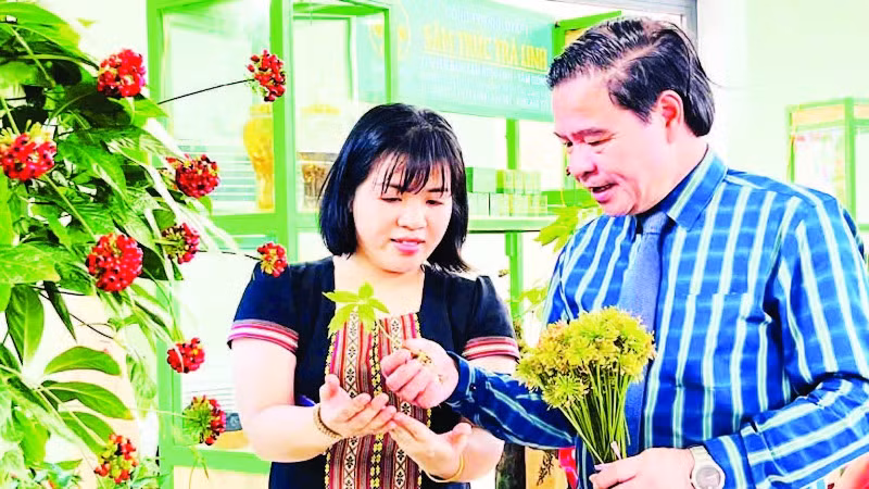 Lãnh đạo huyện Nam Trà My (Quảng Nam) giới thiệu cây sâm Ngọc Linh với người dân. 