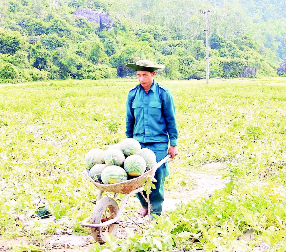 Vụ này, người dân trồng giống dưa Hai Mũi Tên, năng suất ước đạt 30 tấn/ha.