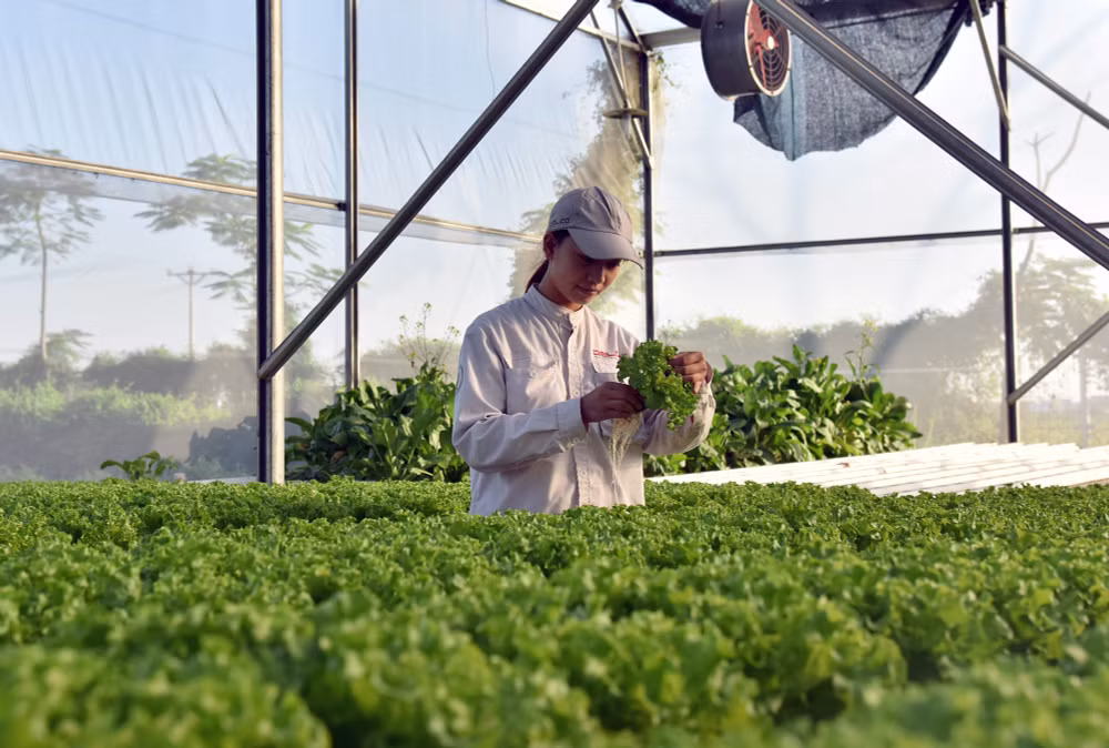 Kỹ sư nông nghiệp Công ty Declo Farm (tỉnh Bắc Ninh) kiểm tra tốc độ tăng trưởng của rau màu trồng trong nhà kính. (Ảnh MINH HÀ) 