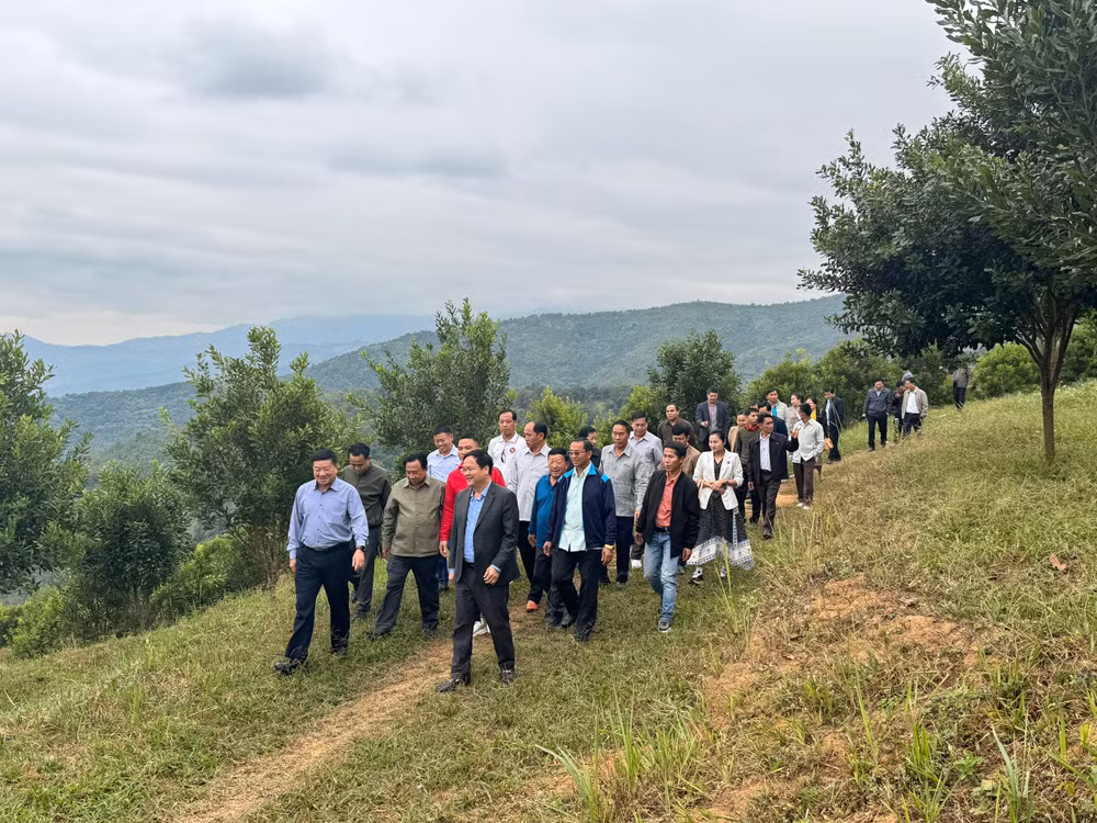 Dự án trồng cây mắc-ca tại huyện Mường Ảng được quan tâm triển khai, hiện cây sinh trưởng tốt.