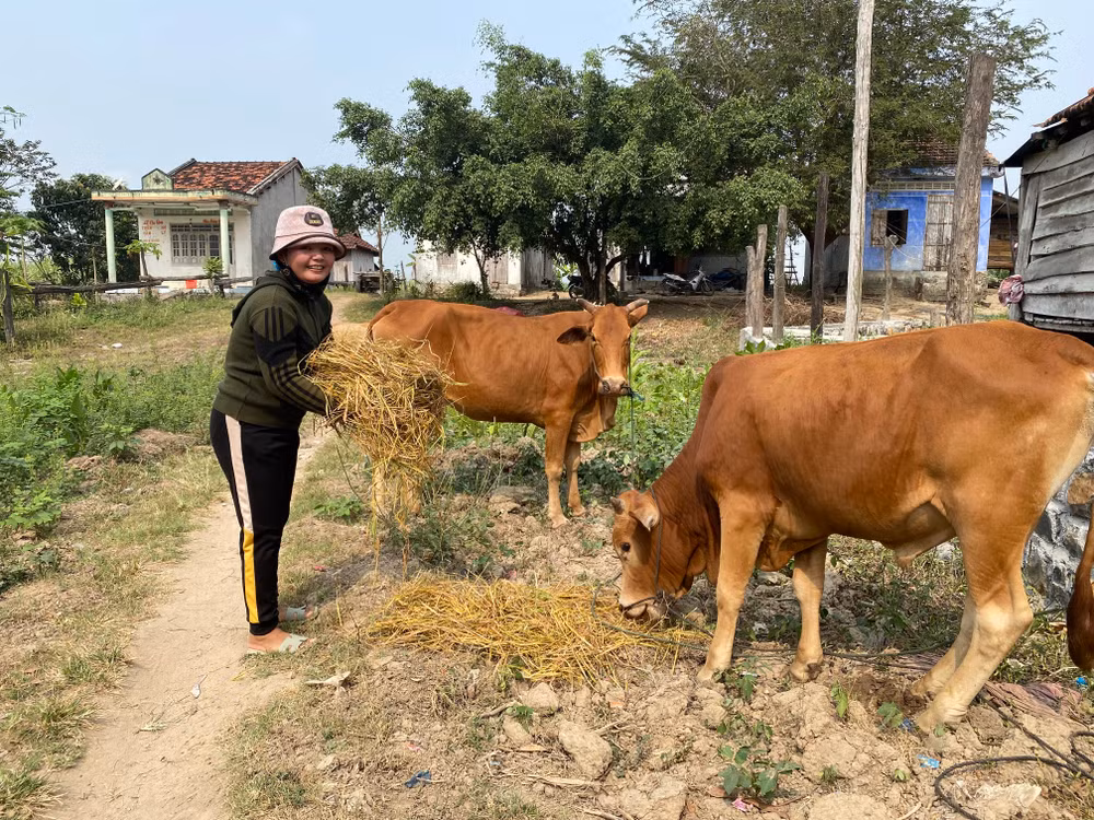 Gia đình Chị H’ Diêm, dân tộc Chăm H’Roi ở thôn Suối Bạc, xã Suối Bạc, huyện Sơn Hòa được vay vốn ưu đãi để mua bò, phát triển kinh tế.