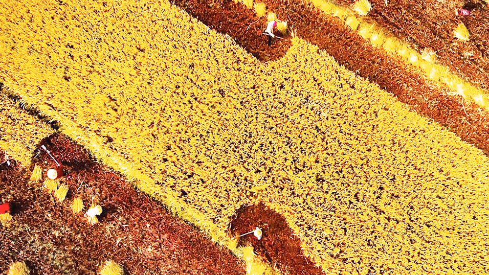 Mùa vàng bội thu tại huyện Xuân Lộc. 