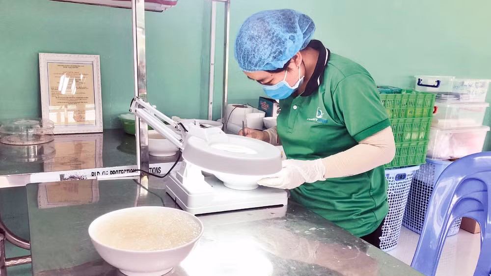 Chế biến yến sào tại một hợp tác xã ở huyện Cần Giờ. 