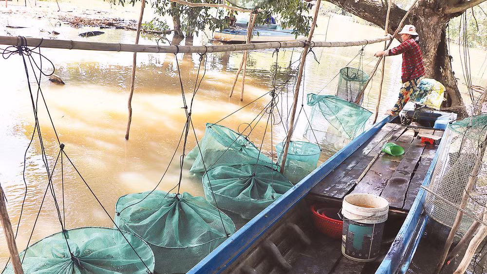 Một ngư dân phân loại cá để đợi đêm đem ra “chợ ma” bán.