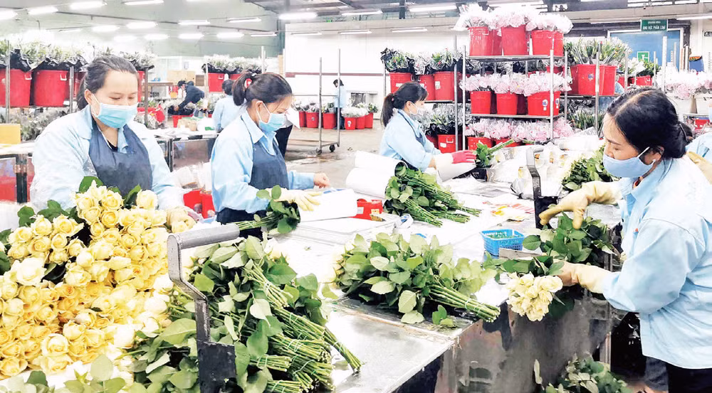 Sản xuất hoa công nghệ cao tại Công ty TNHH Dalat Hasfarm. 