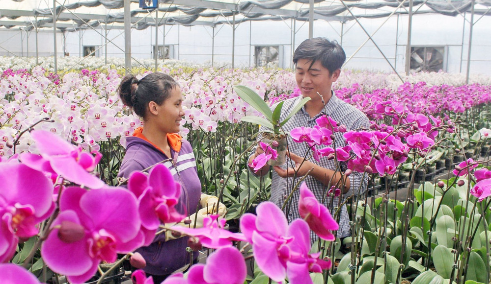 Trang trại YSA Orchid chuyên trồng hoa lan hồ điệp tại xã Đạ Ròn, huyện Đơn Dương, tỉnh Lâm Đồng. 