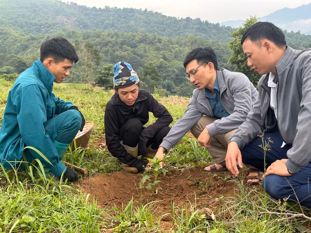 Cán bộ Phòng Nông nghiệp và Phát triển nông thôn huyện Mường Ảng hướng dẫn nông dân bản Bua 2, xã Ẳng Tở cách phát hiện sâu bệnh trên cây cà-phê.