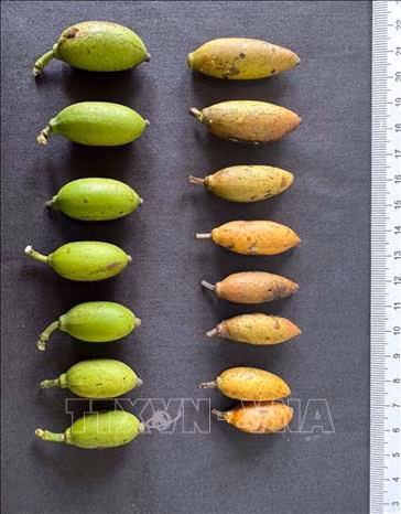 Quả cây trai lý (Garcinia fagraeoides A. Chev.) tại khu Bảo tồn thiên nhiên Pù Luông. (Ảnh: TTXVN)