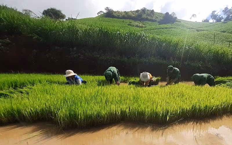 Cán bộ, chiến sĩ Đồn Biên phòng Mường Cai nhổ mạ giúp hộ gia đình anh Sộng A Nênh.