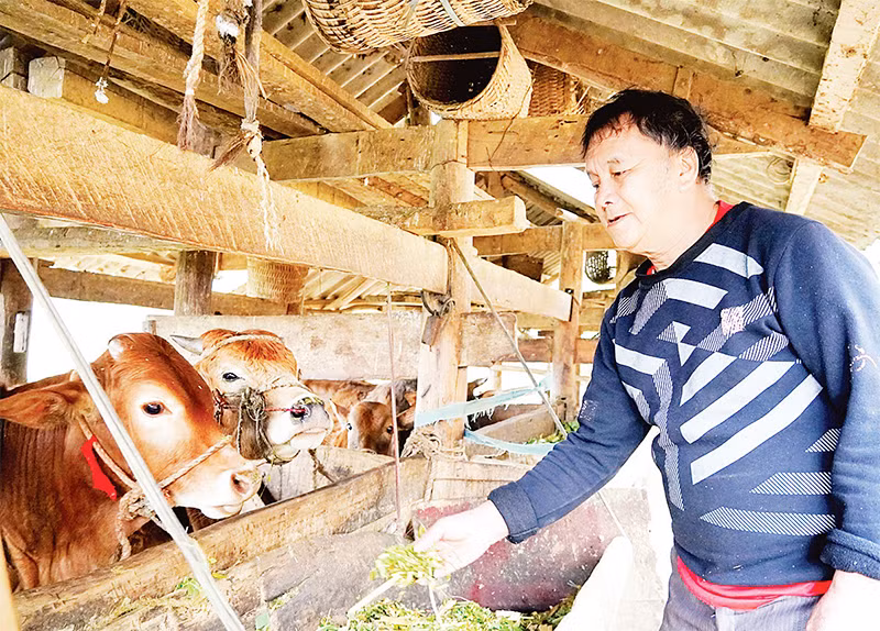 Ông Giàng Chứ Sình ở thôn Lẻo Chá Phìn B, xã Sơn Vĩ, huyện Mèo Vạc chăm sóc bò từ dự án hỗ trợ chăn nuôi bò sinh sản.