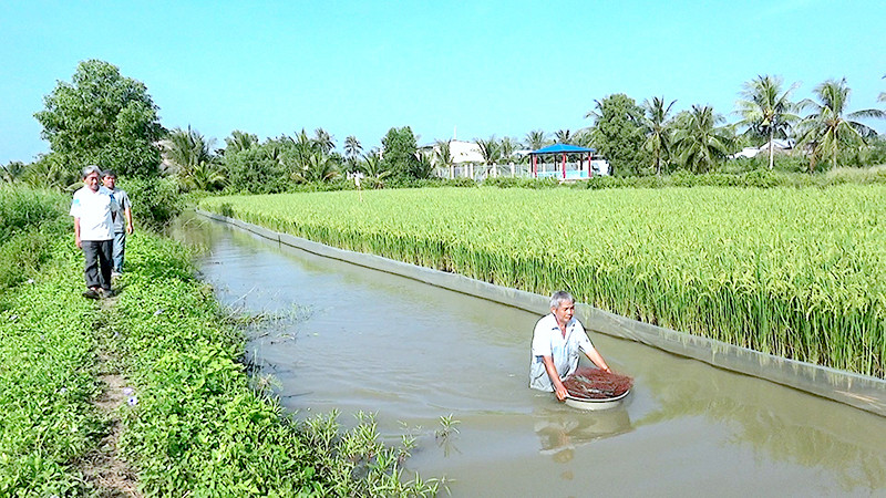 Nuôi tôm kết hợp trồng lúa tại Cà Mau được đánh giá là mô hình nông nghiệp thuận thiên thông minh, giúp nhà nông nâng cao thu nhập. (Ảnh HỮU TÙNG) 