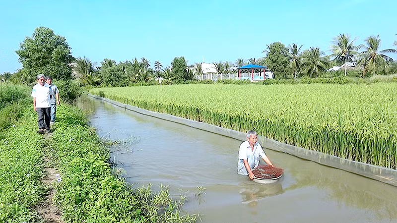 Nuôi tôm kết hợp trồng lúa tại Cà Mau được đánh giá là mô hình nông nghiệp thuận thiên thông minh, giúp nhà nông nâng cao thu nhập. (Ảnh HỮU TÙNG) 