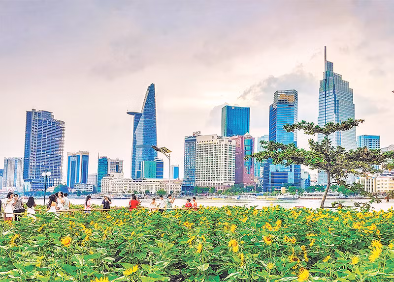 Cánh đồng hoa hướng dương nở rực rỡ bên sông Sài Gòn dịp Tết Giáp Thìn. (Ảnh: HỮU LONG) 