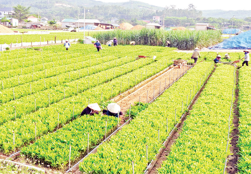 Nắng sớm trên vườn ươm.