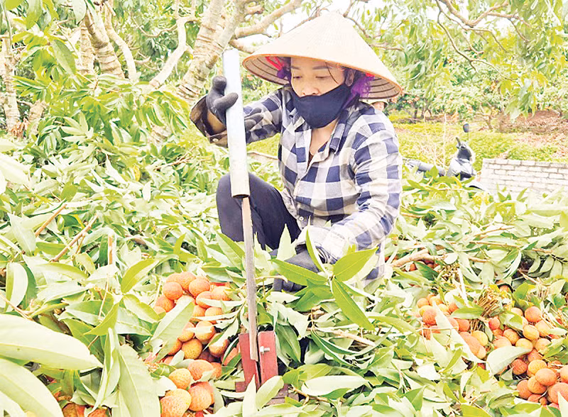 Người dân thôn Lân Thịnh, xã Phúc Hòa, huyện Tân Yên thu hoạch vải thiều. (Ảnh TRƯỜNG SƠN) 