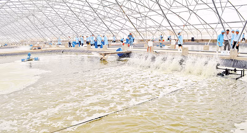 Mô hình nuôi tôm thẻ công nghệ cao tại vùng ven biển Bạc Liêu.