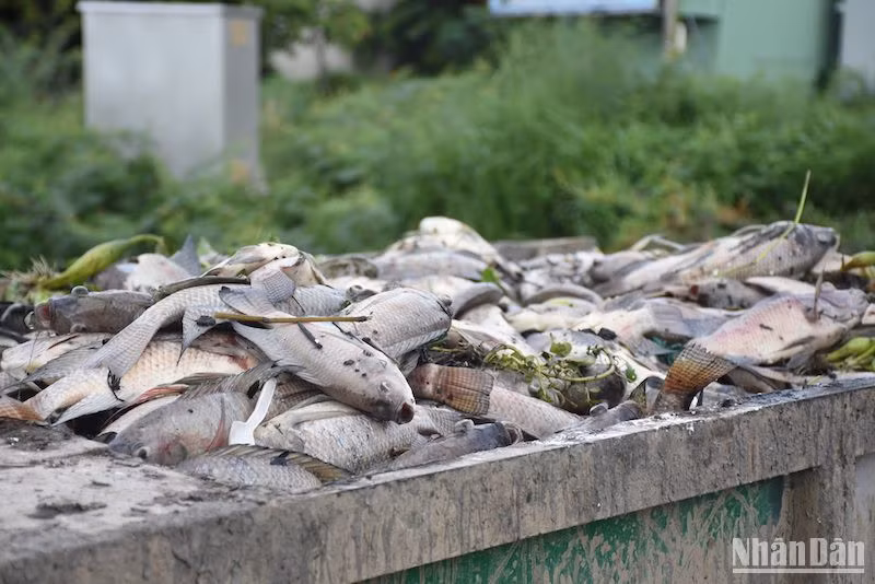 Cá rô phi và nhiều loại cá tự nhiên sống trong hồ điều tiết Hòa Phú - kênh Đa Cô chết trắng.