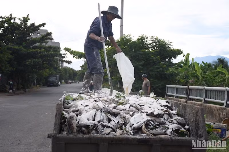 Công nhân xử lý xác cá trước khi vận chuyển về bãi rác tiêu hủy.