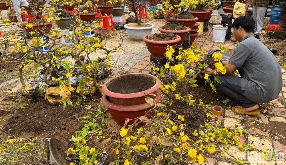 Các chủ mai đành lấy mai ra khỏi chậu, gom gốc mai để vận chuyển về quê. (Ảnh: ANH ĐÀO)