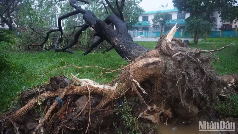 Cây xanh bật gốc do gió bão. (Ảnh: ANH ĐÀO)