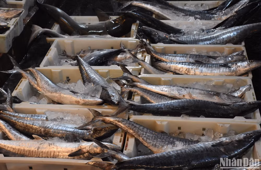 Cá thu vừa được tàu cá cập cảng, vận chuyển lên chợ cá (Ảnh ANH ĐÀO)