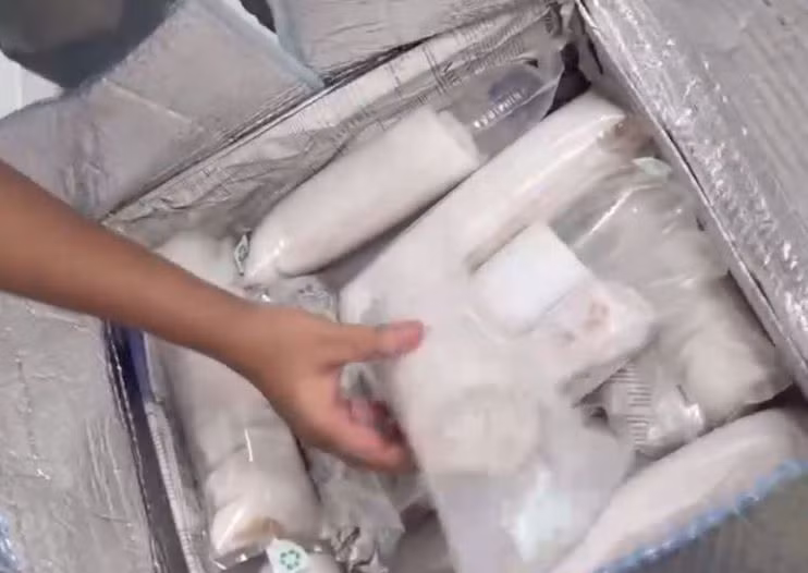 Khoảng 60.000 con tôm hùm giống sống được cất giấu trong 2 kiện hành lý. (Ảnh: Cục Hải quan Đà Nẵng)