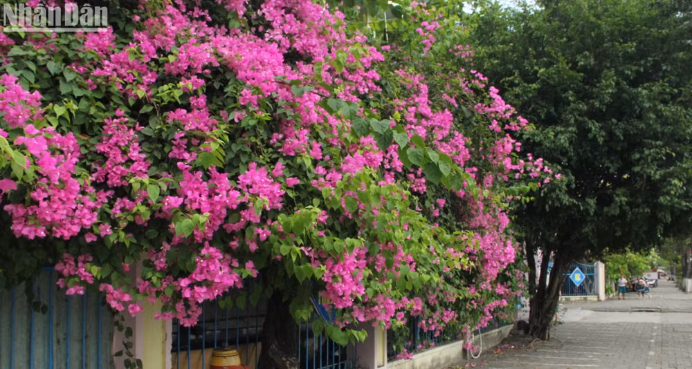 Cây hoa giấy trước Trường tiểu học Hai Bà Trưng, quận Sơn Trà.
