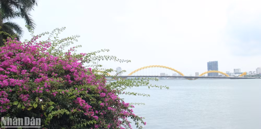 Cụm hoa giấy nở bạt ngàn nhìn về hướng cầu Rồng.