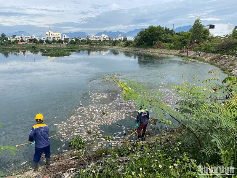 Các công nhân nỗ lực vớt xác cá, xử lý môi trường.