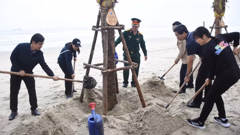 Đà Nẵng ra quân trồng dừa tại các bãi biển du lịch sáng ngày 21/12. (Ảnh: ANH ĐÀO)