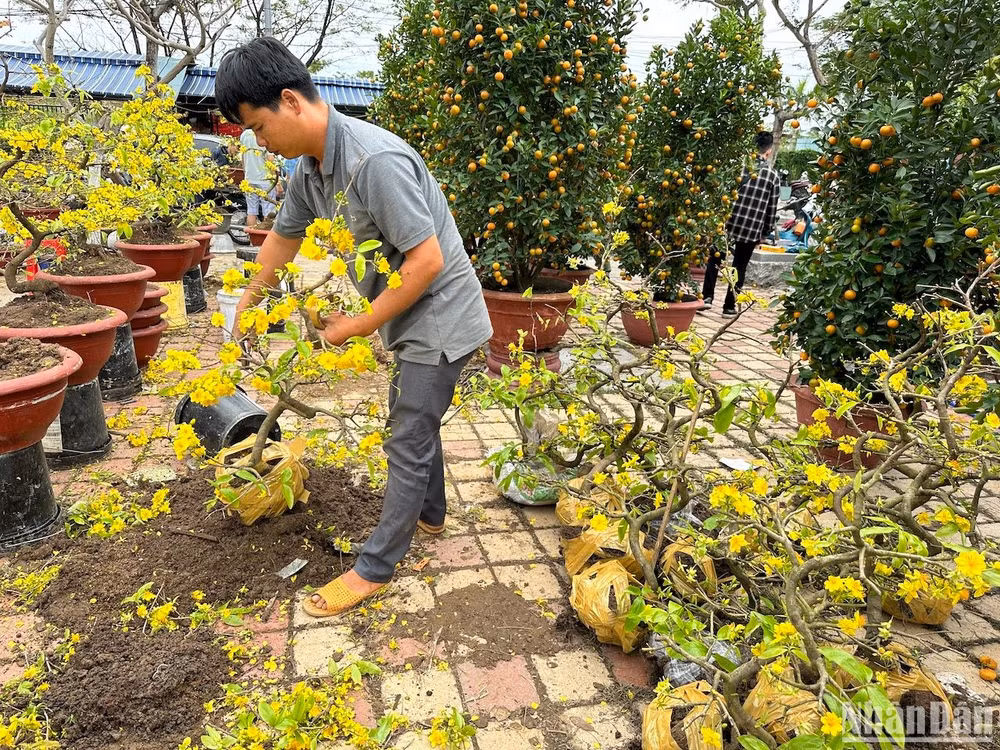 Các chủ vườn mai tháo chậu, quấn gốc mai để vận chuyển về quê trưa 30 Tết. (Ảnh: ANH ĐÀO)