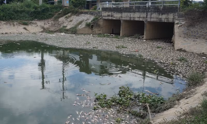 Sáng 14/9, lượng cá chết tiếp tục nổi trắng khu vực hồ điều tiết Hòa Phú.